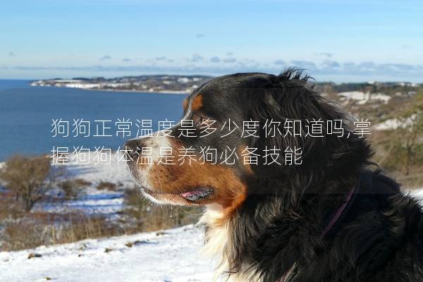 狗狗正常温度是多少度你知道吗,掌握狗狗体温是养狗必备技能