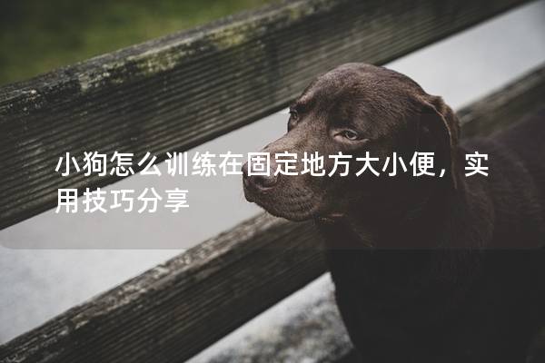 小狗怎么训练在固定地方大小便，实用技巧分享