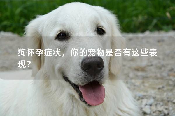 狗怀孕症状，你的宠物是否有这些表现？
