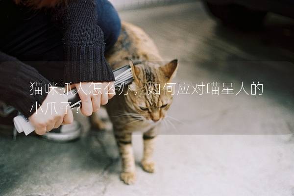 猫咪抓人怎么办，如何应对喵星人的小爪子？