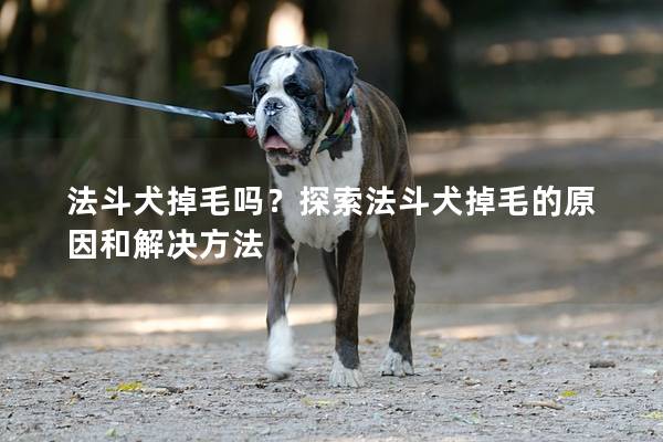 法斗犬掉毛吗？探索法斗犬掉毛的原因和解决方法
