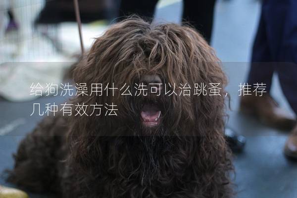 给狗洗澡用什么洗可以治跳蚤，推荐几种有效方法