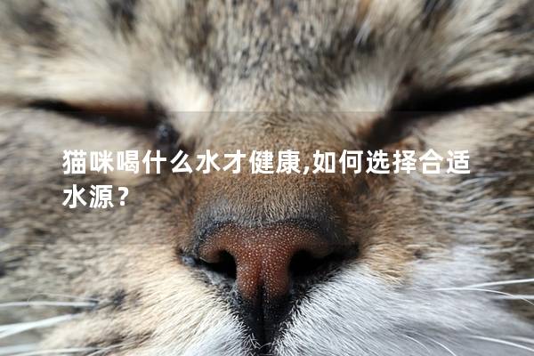 猫咪喝什么水才健康,如何选择合适水源？