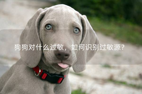 狗狗对什么过敏，如何识别过敏源？