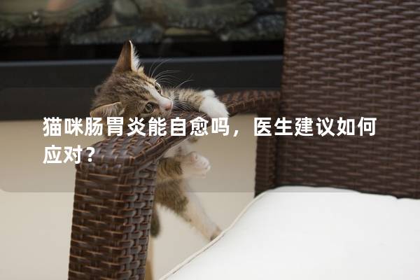 猫咪肠胃炎能自愈吗，医生建议如何应对？