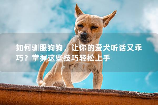 如何驯服狗狗，让你的爱犬听话又乖巧？掌握这些技巧轻松上手