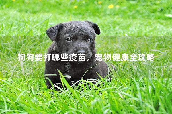 狗狗要打哪些疫苗，宠物健康全攻略