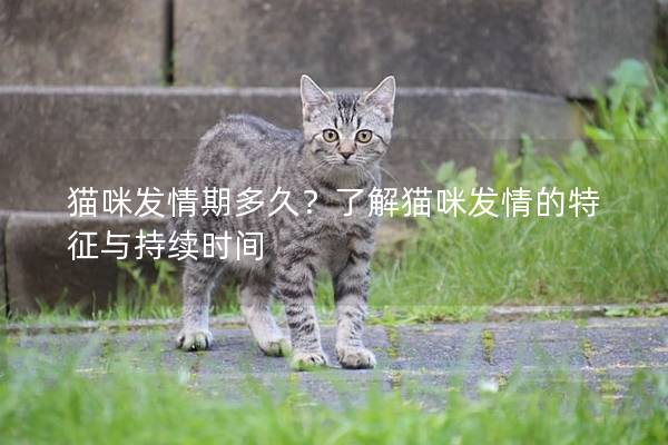 猫咪发情期多久？了解猫咪发情的特征与持续时间