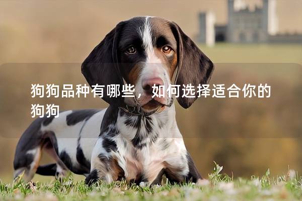 狗狗品种有哪些，如何选择适合你的狗狗