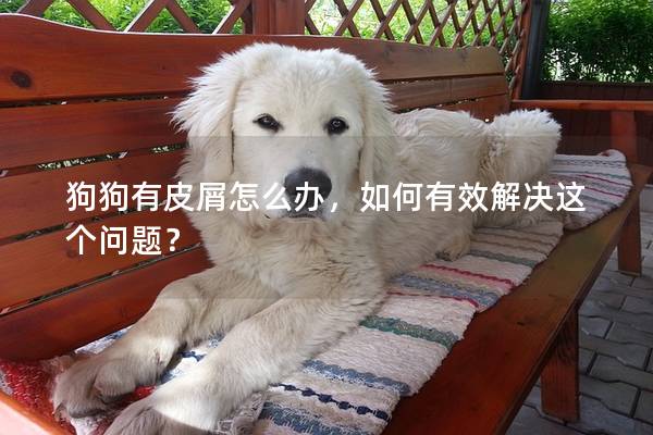 狗狗有皮屑怎么办，如何有效解决这个问题？