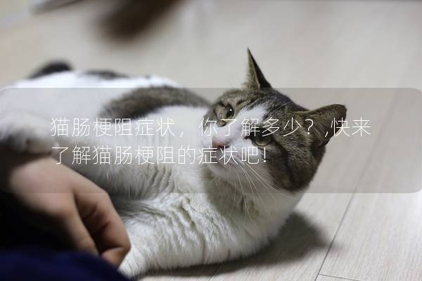 猫肠梗阻症状，你了解多少？,快来了解猫肠梗阻的症状吧!