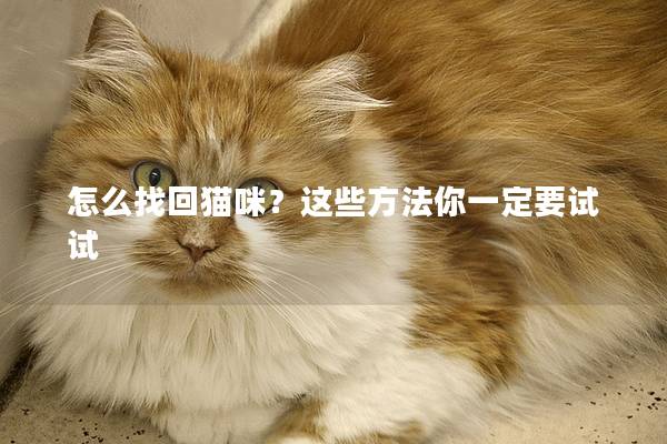 怎么找回猫咪？这些方法你一定要试试