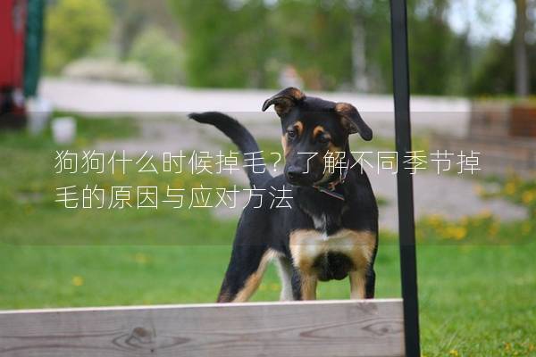 狗狗什么时候掉毛？了解不同季节掉毛的原因与应对方法