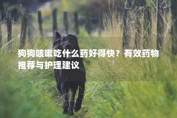 狗狗咳嗽吃什么药好得快？有效药物推荐与护理建议