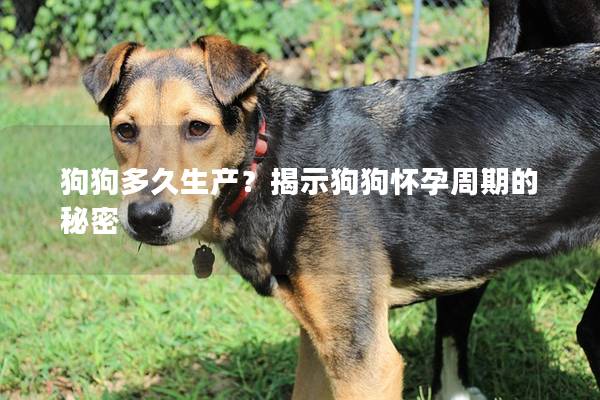 狗狗多久生产？揭示狗狗怀孕周期的秘密