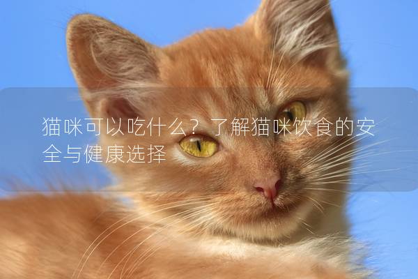 猫咪可以吃什么？了解猫咪饮食的安全与健康选择