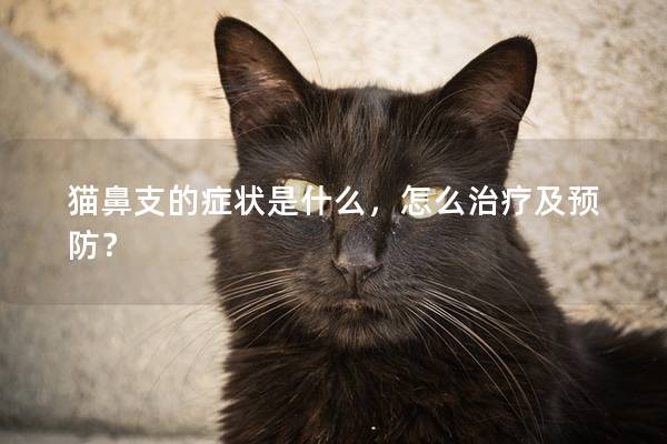 猫鼻支的症状是什么，怎么治疗及预防？