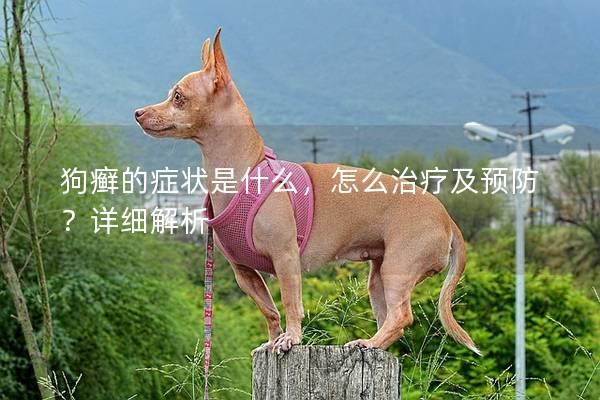 狗癣的症状是什么，怎么治疗及预防？详细解析