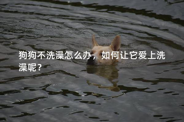 狗狗不洗澡怎么办，如何让它爱上洗澡呢？