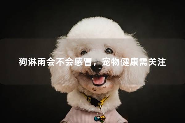 狗淋雨会不会感冒，宠物健康需关注