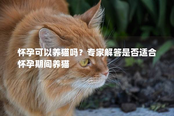怀孕可以养猫吗？专家解答是否适合怀孕期间养猫