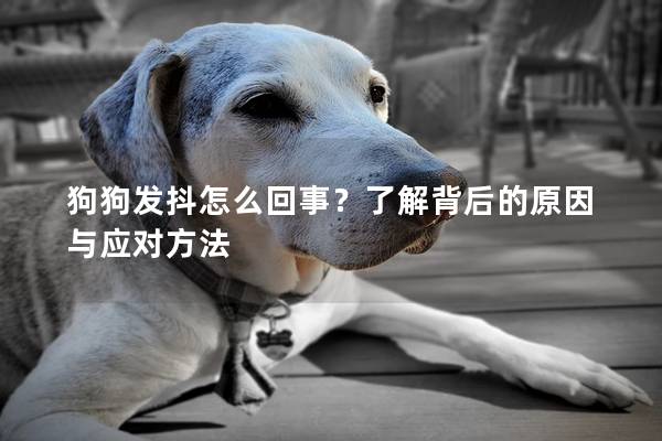 狗狗发抖怎么回事？了解背后的原因与应对方法