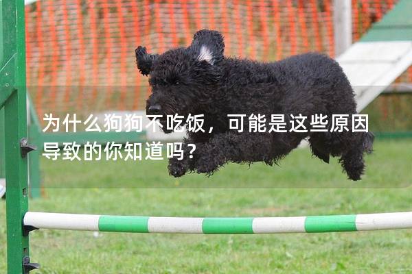 为什么狗狗不吃饭，可能是这些原因导致的你知道吗？