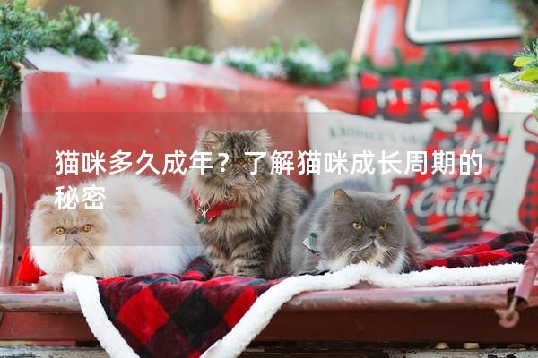 猫咪多久成年？了解猫咪成长周期的秘密