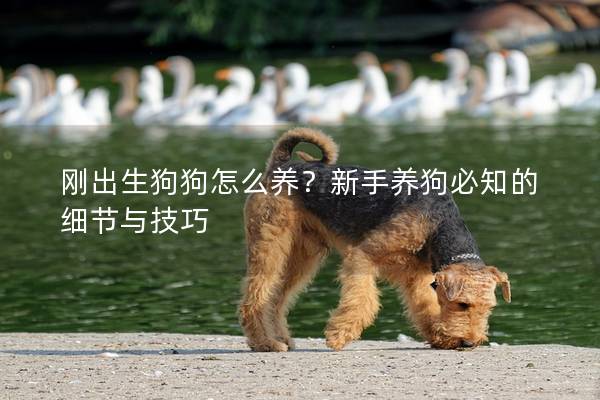 刚出生狗狗怎么养？新手养狗必知的细节与技巧