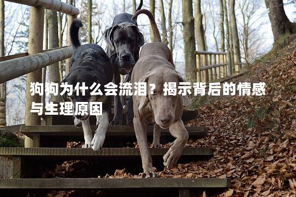 狗狗为什么会流泪？揭示背后的情感与生理原因