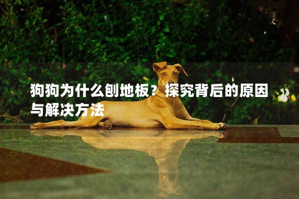 狗狗为什么刨地板？探究背后的原因与解决方法