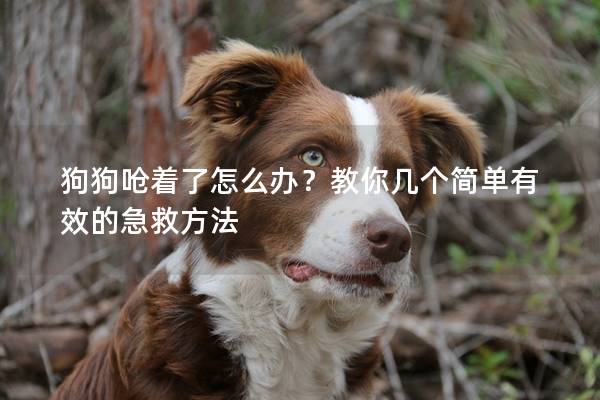 狗狗呛着了怎么办？教你几个简单有效的急救方法