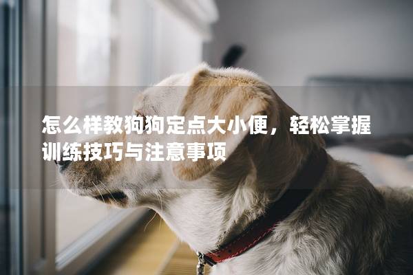 怎么样教狗狗定点大小便，轻松掌握训练技巧与注意事项