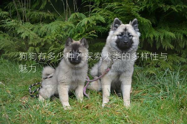 狗狗有多少种？探索犬类的多样性与魅力