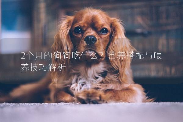 2个月的狗狗吃什么？营养搭配与喂养技巧解析