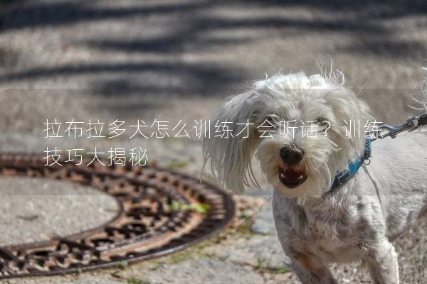 拉布拉多犬怎么训练才会听话？训练技巧大揭秘