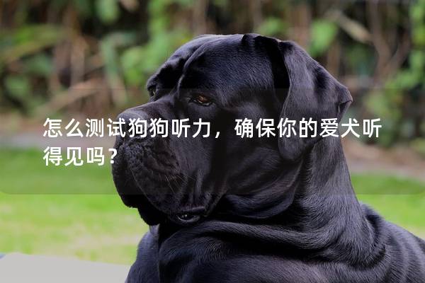 怎么测试狗狗听力，确保你的爱犬听得见吗？