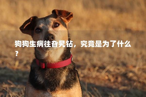 狗狗生病往旮旯钻，究竟是为了什么？