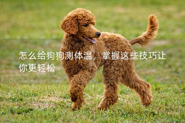 怎么给狗狗测体温，掌握这些技巧让你更轻松