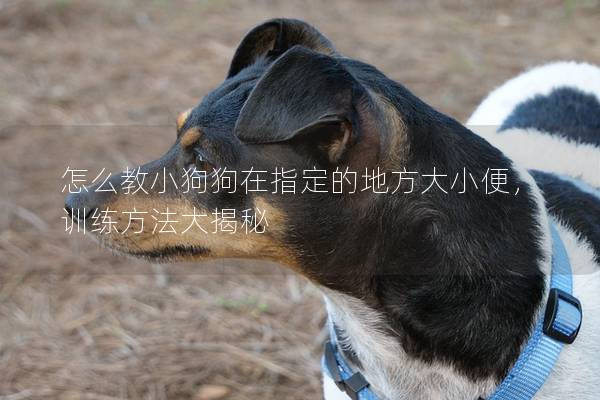 怎么教小狗狗在指定的地方大小便，训练方法大揭秘