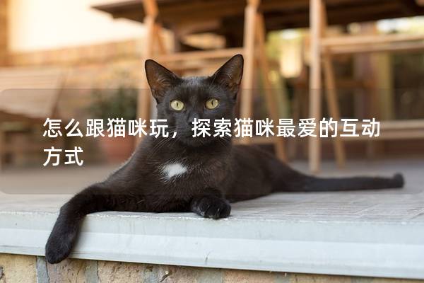 怎么跟猫咪玩，探索猫咪最爱的互动方式