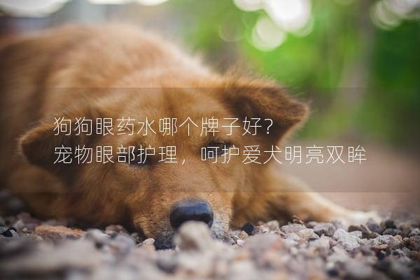 狗狗眼药水哪个牌子好？ 宠物眼部护理，呵护爱犬明亮双眸