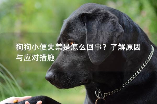 狗狗小便失禁是怎么回事？了解原因与应对措施
