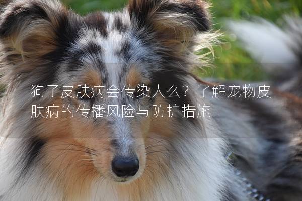 狗子皮肤病会传染人么？了解宠物皮肤病的传播风险与防护措施