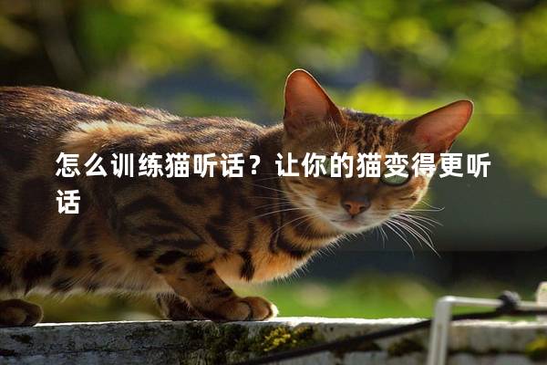 怎么训练猫听话？让你的猫变得更听话