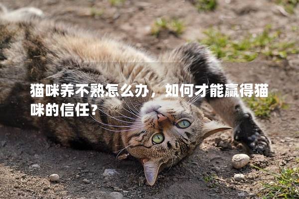 猫咪养不熟怎么办，如何才能赢得猫咪的信任？