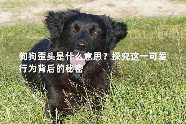 狗狗歪头是什么意思？探究这一可爱行为背后的秘密