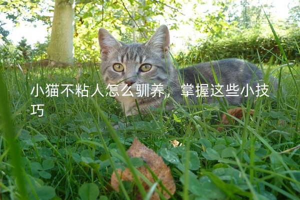 小猫不粘人怎么驯养，掌握这些小技巧
