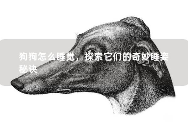 狗狗怎么睡觉，探索它们的奇妙睡姿秘诀