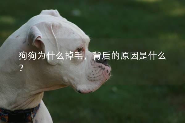 狗狗为什么掉毛，背后的原因是什么？